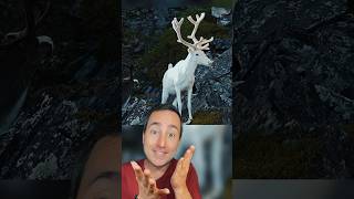 Thumbnail for Albino Animals #shorts | Taylor Nikolai