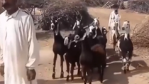 Thumbnail for goats on their way to downvote every Conspirologist post