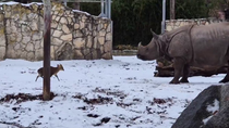 Thumbnail for Small deer takes on a 1.7-ton rhino at the Wroclaw Zoo in Poland