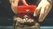 Thumbnail for Octopus unscrews the lid of a jar from the inside 