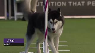 Thumbnail for Dogs: husky vs border collie agility | Eyepetizer