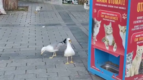 Thumbnail for Apparently birds will stand near public cat food dispensers and meow, LOL. Cheeky cunts 