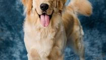 Thumbnail for From Puppies to Senior Dogs: A Guide to Caring for Dogs at Every Life Stage