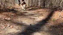 Thumbnail for Leaping lemurs 