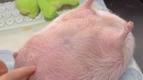 Thumbnail for Chicken surprise 
