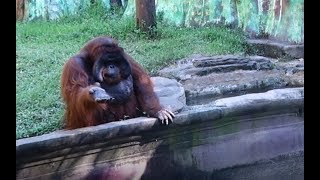 Thumbnail for Orangutan Asks for Banana Then Throws Back Peel | Rumble Viral