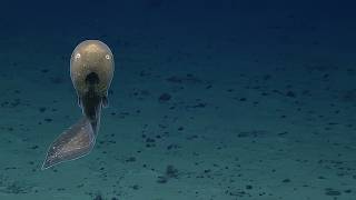 Thumbnail for UNREAL OCEANS | The Most Amazing Marine Wonders | Astraway