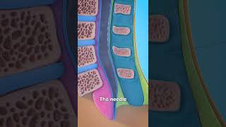 Thumbnail for How A Spinal Tap Works 😨 | Zack D. Films