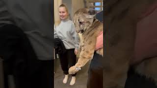 Thumbnail for Cougars are kittens #cute #animal #cat | Fur-tastic Moments 