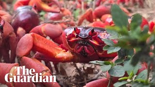 Thumbnail for Millions of red crabs migrate across Christmas Island | Guardian Australia