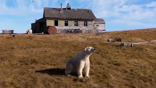 Thumbnail for Polar Bears Move Into Houses In Abandoned Research Town In Russia | Inside Edition