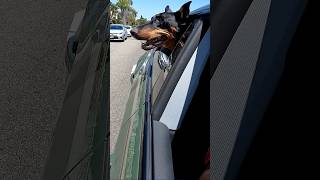 Thumbnail for Superdog's final adventure #shorts | Blind Surfer Pete Gustin
