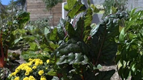 Thumbnail for Fight for Your Right to Garden! LA Targets Urban Planters.