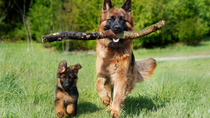 Thumbnail for The Surprising Ways Dogs Communicate with Their Owners