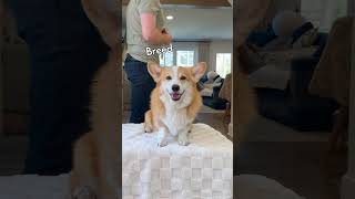 Thumbnail for Dogs have tailors now?! | Hammy and Olivia