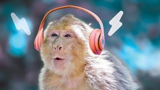 Thumbnail for Do Monkeys Like Music? 🙉 Monkey Reactions | Daxon