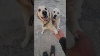 Thumbnail for 조금만 더 기다려 조금만더 #남해 #몽실이 #뽀끄미 #리트리버 #puppy #훈련 | 남해동광호선장 박형일