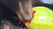 Thumbnail for Enjoying a Watermelon