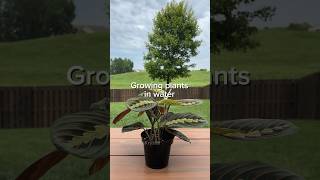 Thumbnail for Steps to growing plants in water #hydroponics #plantgrowth #waterplants | PlantswithKrystal