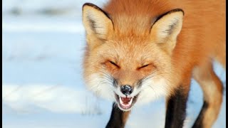 Thumbnail for Foxes: Amazing Facts About Smart And Cunning Predators Fox | Around you