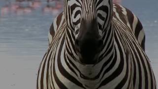 Thumbnail for Why Zebra Are Terrible Horses | CGP Grey