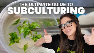 Thumbnail for How to Subculture Tissue Culture Plants | Plants in Jars