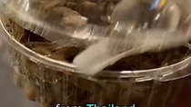 Thumbnail for Trumpman's Favorite Food