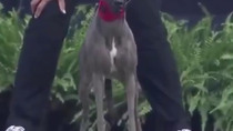 Thumbnail for Fastest running dog ever recorded – Winston the Whippet