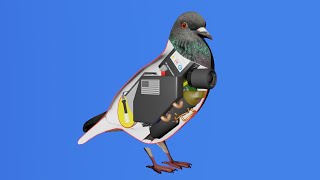 Thumbnail for How a bird works | WVW