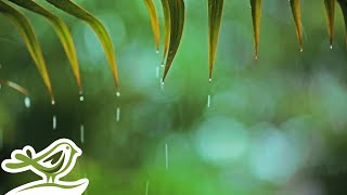 Thumbnail for Rainy Piano Radio 🌧️ Relaxing Music with Rain Sounds 24/7 | Soothing Relaxation