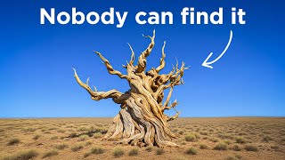Thumbnail for Why America Keeps The World’s Oldest Tree Hidden | Park Vibes