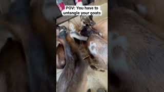 Thumbnail for Untangling Baby Goats | Goat Daddys