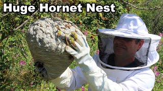 Thumbnail for Why You Should Never Approach A Hornet Nest - What's Inside An Active Colony. Mousetrap Monday | Shawn Woods 
