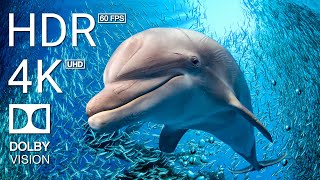 Thumbnail for 4K (60 FPS) STUNNING UNDERWATER WONDERS OF THE RED SEA + Relaxing Music - Coral Reefs & Colorful Sea | Z. Heaton - Scenic Relaxation