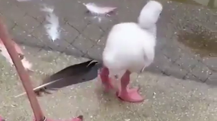 Thumbnail for Baby flamingo tries to stand on one leg