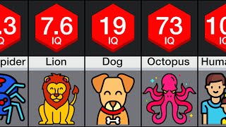 Thumbnail for Comparison: Animal Intelligence | WatchData