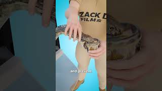 Thumbnail for How Cobra Venom Is Collected 😨 | Zack D. Films