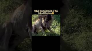 Thumbnail for This Is The Best Death In The Animal Kingdom 😔 #interesting | IdkSterling