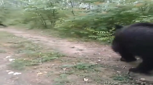 Thumbnail for bears playing
