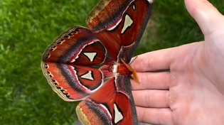 Thumbnail for The wings of an Atlas moth resemble snakes