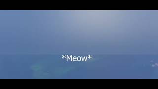 Thumbnail for Chinese Navy Meow's at U.S. military aircraft in South China Sea | Stormzilla