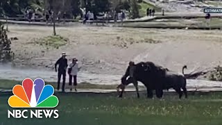 Thumbnail for Bison Gores Yellowstone National Park Visitor | NBC News