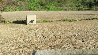 Thumbnail for Micro stencil animation by jps_artist | Jamie Scanlon