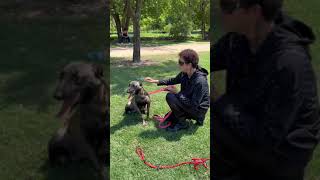 Thumbnail for Aggressive Malinois Meets The Dog Daddy | The Dog Daddy