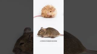 Thumbnail for Scientists Created “Woolly Mice.” They’re Cute. | Cleo Abram
