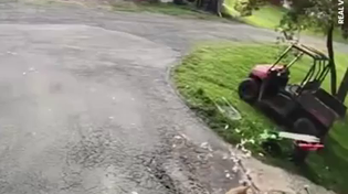 Thumbnail for Cat saves chicken from fox