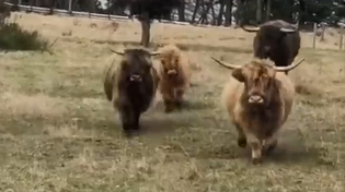 Thumbnail for Scottish Highland cows