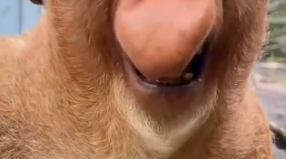 Thumbnail for Proboscis monkey