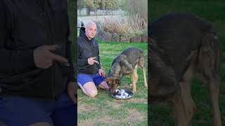 Thumbnail for Focus on trust, respect, and an expectation that good things happen when you are around. | Modern Malinois