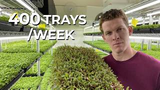 Thumbnail for Inside a 400 Tray/Week Microgreen Farm ($360K/Year) | Microgreen Manager